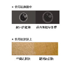 syrfs_水盈保湿乳液（倍润型）