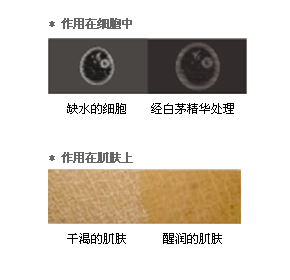 syrfs_锁湿修护乳霜（倍润型）